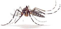 Aedes aegypti resting position E-A-Goeldi 1905 by Detail from the original by Emil August Goeldi (1859 - 1917). Used under a Public domain license.