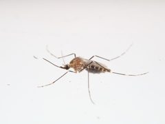 Aedes epactius by Benjamin Burgunder. Used under a CC BY 4.0 license.