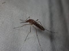 Aedess increpitus by Jared Shorma. Used under a CC BY 4.0 license.