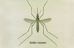 Aedes vexans by CDC. Used under a Public domain license.