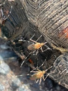 Aedes canadensis canadensis by gillydilly. Used under a CC0 license.