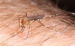Ochlerotatus canadensis CDC15992 by 
UnknownUnknown . Used under a Public domain license.