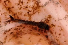 Ochlerotatus.punctor.larva by James K. Lindsey. Used under a CC BY-SA 3.0 license.