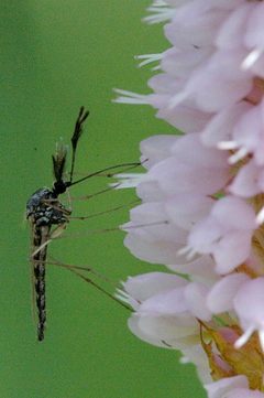 Ochlerotatus.punctor.male by James K. Lindsey. Used under a CC BY-SA 3.0 license.