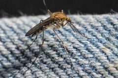 Ochlerotatus.punctor2.-.lindsey by James K. Lindsey. Used under a CC BY-SA 3.0 license.