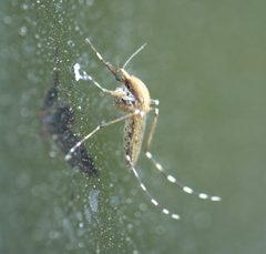 Aedes sollicitans P1160421a by 
xpda. Used under a CC BY-SA 4.0 license.