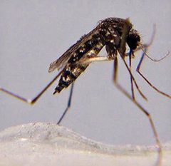 Aedes taeniorhynchus adult female by Michele Cutwa University of Florida by XuLily. Used under a CC BY-SA 4.0 license.