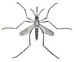 Culex taeniorhynchus by Samuel Wendell Williston. Used under a Public domain license.