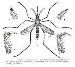 Culex taeniorhynchus detail by Samuel Wendell Williston. Used under a Public domain license.