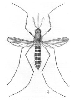 Ochlerotatus taeniorhynchus syn. Aedes taeniorhynchus aka the Black Salt Marsh Mosquito by n.n.. Used under a Public domain license.