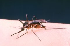 Ochlerotatus triseriatus CDC15568 by 
UnknownUnknown . Used under a Public domain license.