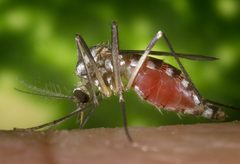 PHIL-2166-Ochlerotatus-triseriatus by CDC/ James Gathany. Used under a Public domain license.