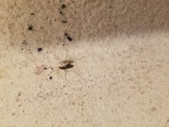 A female Mosquito by Goodymeraj. Used under a CC0 license.