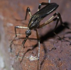 Psorophora by Unknown authorUnknown author. Used under a CC0 license.