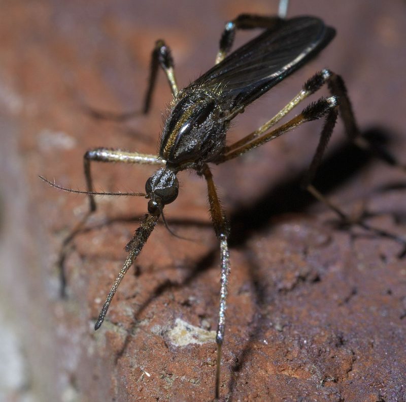 Psorophora ciliata (Gallinipper): Identification, Facts, and Taxonomy