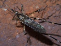 Psorophora ciliata P1420505a by 
xpda. Used under a CC BY-SA 4.0 license.