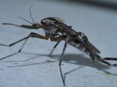 Psorophora ciliata P1420524a by 
xpda. Used under a CC BY-SA 4.0 license.