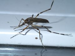 Psorophora ciliata P1500264a by 
xpda. Used under a CC BY-SA 4.0 license.