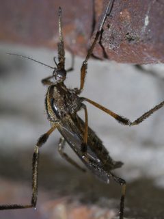 Psorophora ciliata P1650285a by 
xpda. Used under a CC BY-SA 4.0 license.