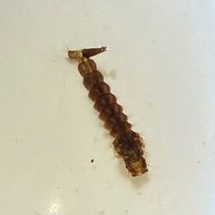 Psorophora ciliata larva by Brigid Berger. Used under a CC BY 4.0 license.