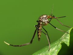 Psorophora ferox by Katja Schulz. Used under a CC BY 2.0 license.