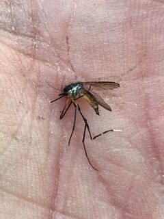 Psorophora longipalpus by lanechaffin. Used under a CC0 license.