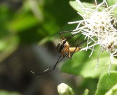 Psorophora longipalpus 1 by Francisco Farriols Sarabia. Used under a CC BY 4.0 license.
