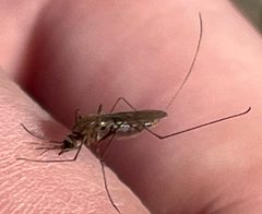 Anopheles atropos by Elliot Greiner. Used under a CC BY 4.0 license.