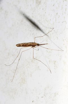 Anopheles crucians by judygva. Used under a CC BY-SA 4.0 license.