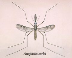 Anopheles earlei by Photo Credit:
Content Providers(s): CDC
. Used under a Public domain license.