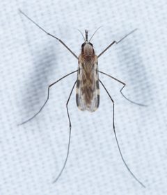 Anopheles franciscanus 154477510 by Don Loarie. Used under a CC BY 4.0 license.