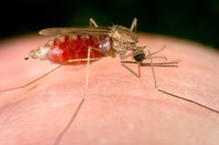 Anopheles freeborni by James Gathany, US CDC. Used under a Public domain license.