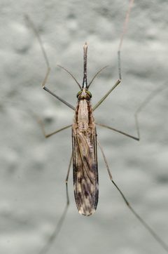 Anopheles perplexens by Justin Williams. Used under a CC BY 4.0 license.
