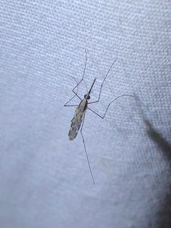 Anopheles pseudopunctipennis by Jared Shorma. Used under a CC BY 4.0 license.