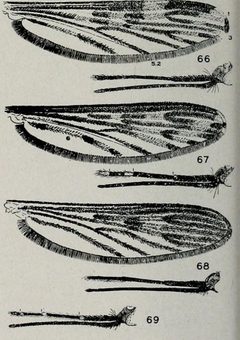 Anopheles mouth parts by Internet Archive Book Images (Αρχικό) Wolfymoza (Ανέβασμα). Used under a No restrictions license.