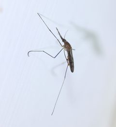 Anopheles walkeri by Even Dankowicz. Used under a CC BY 4.0 license.