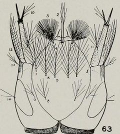 Anopheles walkeri larva head by Internet Archive Book Images (Αρχικό) Wolfymoza (Ανέβασμα). Used under a No restrictions license.