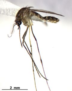 Culex nigripalpus by Rahuel Chan, Instituto Tecnologico de Chetumal. Used under a CC BY 3.0 license.