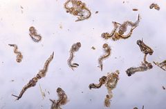 Culex nigripalpus larvae ARS K9399-1 by Peggy Greb. Used under a Public domain license.