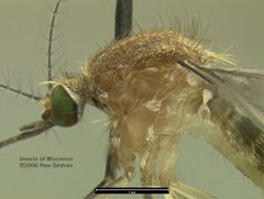 Culex pipiens Lateral thorax by Peter J. DeVries. Used under a CC BY-SA 3.0 license.