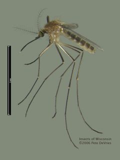 Culex pipiens Pete DeVries by Peter J. DeVries. Used under a CC BY-SA 3.0 license.