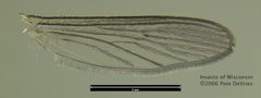 Culex pipiens Wing by Peter J. DeVries. Used under a CC BY-SA 3.0 license.