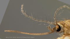 Culex pipiens head by Judith A. Stoffer  (uploaded by --gian_d 21:13, 2 February 2008 (UTC)). Used under a Public domain license.