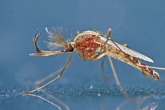 Culex pipiens male by Volkmar Becher. Used under a CC0 license.