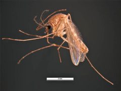 Culex quinquefasciatus by Simon Hinkley &amp; Ken Walker, Museum Victoria. Used under a CC BY 3.0 au license.