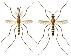 Culex quinquefasciatus E-A-Goeldi 1905 by Own scan, slightly modified. Original by Emil August Goeldi (1859 - 1917).. Used under a Public domain license.