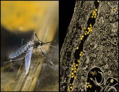 A Culex Mosquito and Micrograph of West Nile Virus Particles by NIAID. Used under a CC BY 2.0 license.