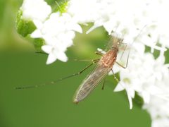 Culex restuans mosquito resting on a flowering plant by Katja Schulz. Used under a CC BY 4.0 license.
