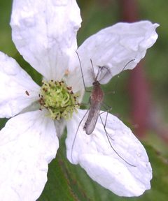 Culex salinarius bramble by Beatriz Moisset. Used under a CC BY-SA 4.0 license.