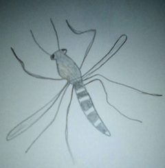 Culex territans drawing by James Chudrie. Used under a CC BY-SA 4.0 license.